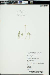 Cymopterus sessiliflorus image