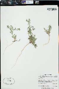 Lepidium lasiocarpum image