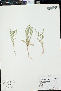 Lepidium lasiocarpum image