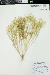 Lepidium montanum image