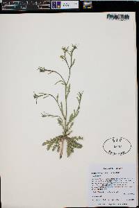 Lepidium virginicum subsp. menziesii image