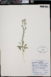 Lepidium virginicum subsp. menziesii image