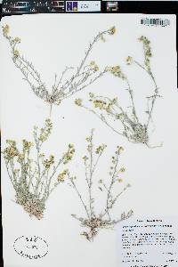 Physaria gordonii image