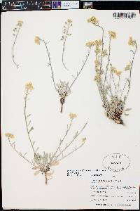 Physaria rectipes image