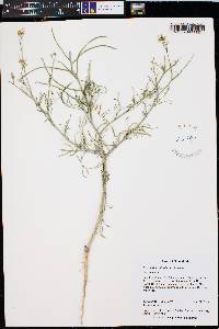 Sisymbrium altissimum image