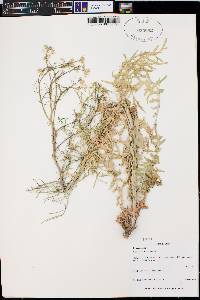 Sisymbrium altissimum image