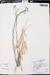 Sisymbrium altissimum image