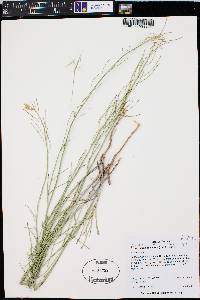 Sisymbrium linifolium image