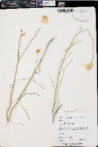 Sisymbrium linifolium image