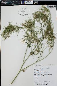 Thelypodium integrifolium subsp. gracilipes image