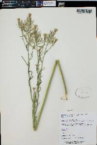 Thelypodium integrifolium subsp. gracilipes image