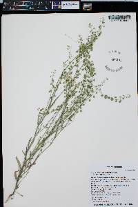 Thysanocarpus curvipes image