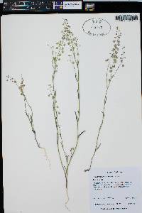 Thysanocarpus curvipes image