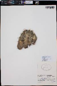 Echinocereus coccineus var. gurneyi image
