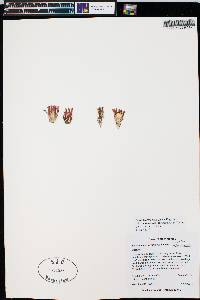 Echinocereus viridiflorus subsp. chloranthus image