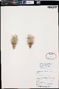 Mammillaria hutchisoniana image