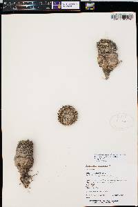 Mammillaria sempervivi image