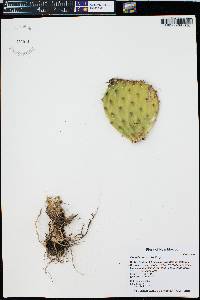 Opuntia macrorhiza image