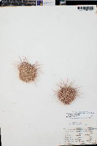 Opuntia polyacantha image