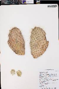 Opuntia polyacantha image