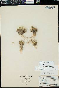Sclerocactus pubispinus image
