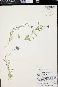 Campanula parryi image