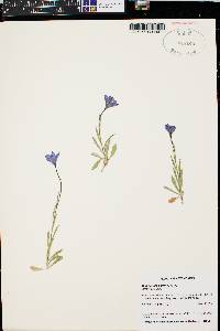 Campanula parryi image