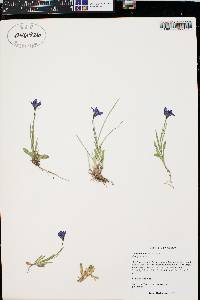 Campanula parryi image