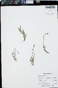 Campanula uniflora image