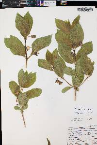 Lonicera involucrata image