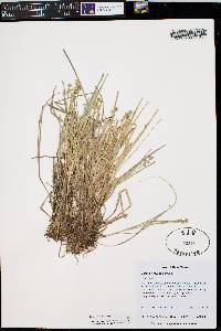 Carex echinata image