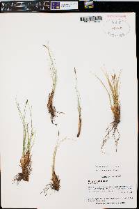 Carex elynoides image