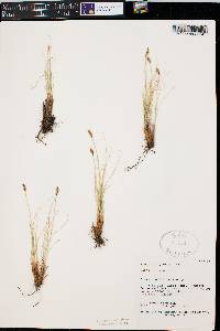 Carex elynoides image