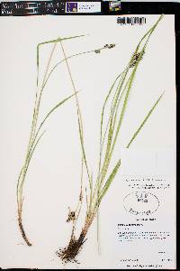 Carex epapillosa image