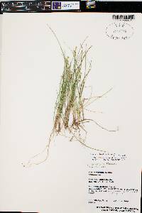 Carex echinata image