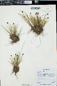 Carex illota image