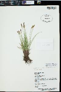 Carex inops subsp. heliophila image