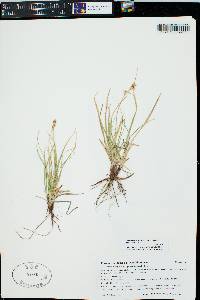 Carex inops subsp. heliophila image