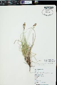 Carex inops subsp. heliophila image