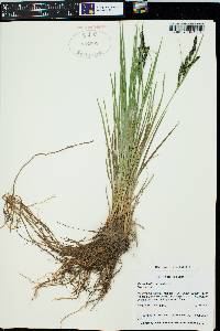 Carex kelloggii image