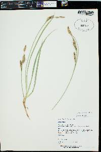 Carex nebrascensis image