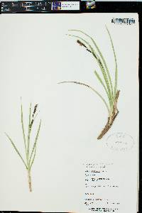 Carex nebrascensis image