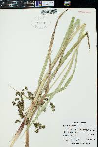 Scirpus microcarpus image