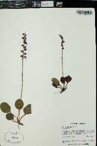 Pyrola asarifolia image