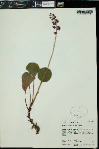 Pyrola asarifolia image