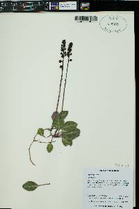 Pyrola picta image