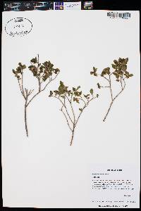 Vaccinium myrtillus image