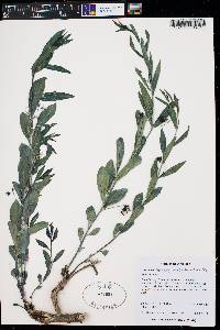 Argythamnia cyanophylla image