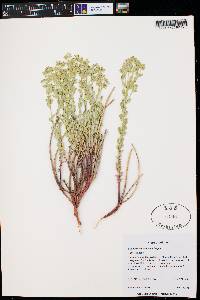 Euphorbia brachycera image