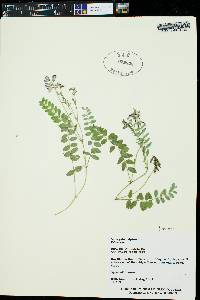 Astragalus alpinus image